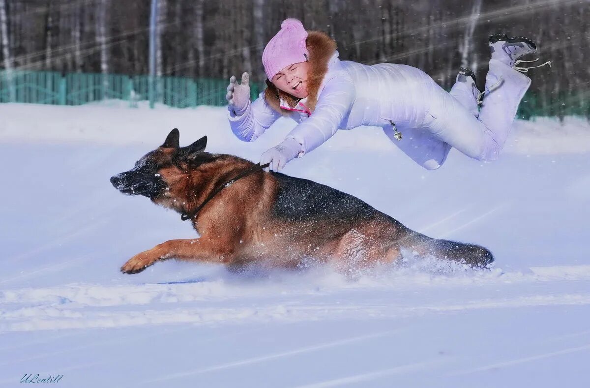 Собачка на прогулке зимой. Можно ли гулять с собакой зимой. Зимняя прогулка с собакой. Прогулка с собакой. Можно ли гулять с собакой зимой.