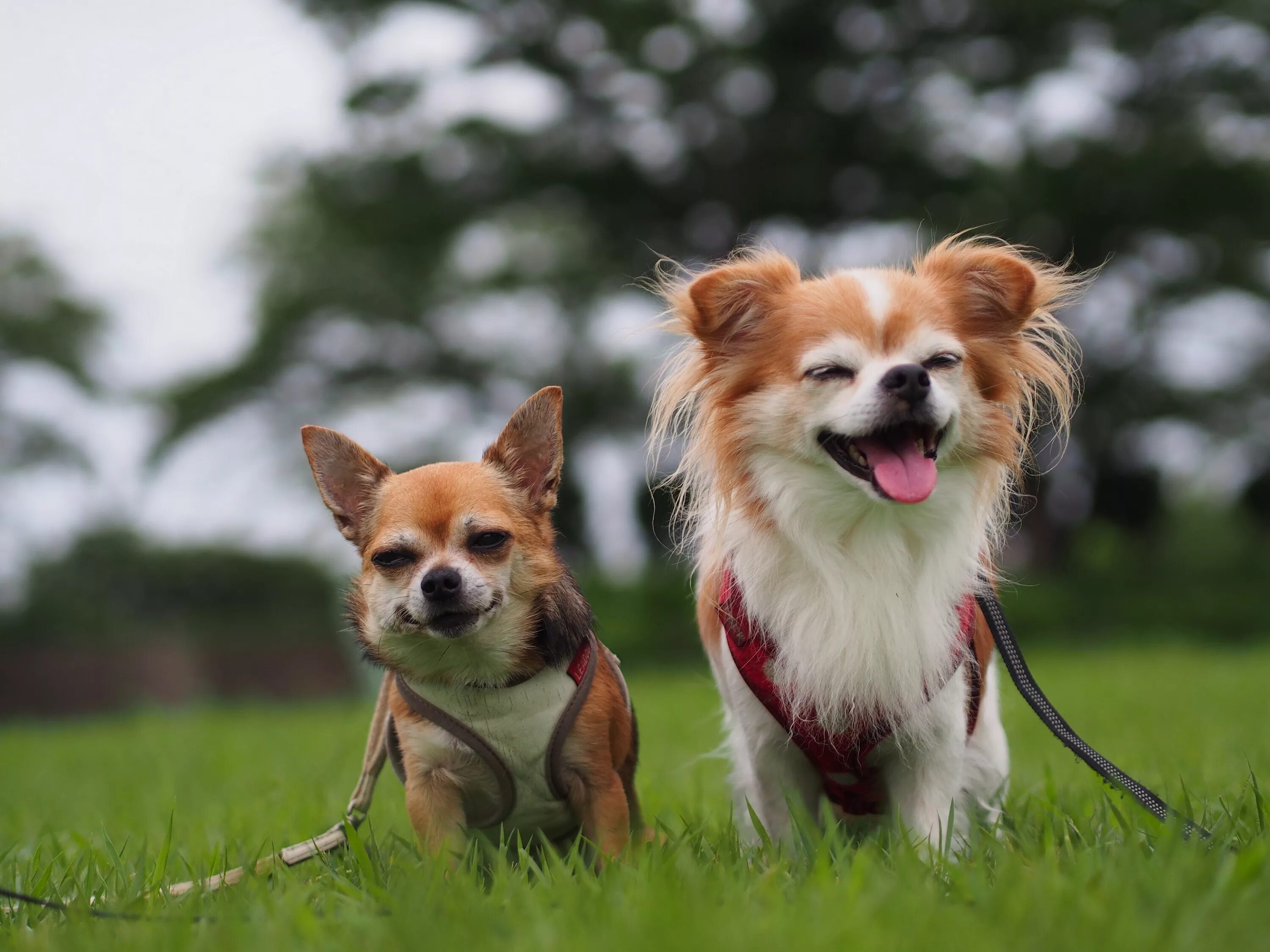 3 animals dogs. Дог и чихуахуа. Собачка чихуахуа. Порода чихуахуа. Чихуа Хуа и корги.