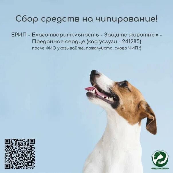 Чипирование собак оренбург. Чипирование собак. чипирование бездомных животных. объявление о чипировании животных. зачем чипируют собак.