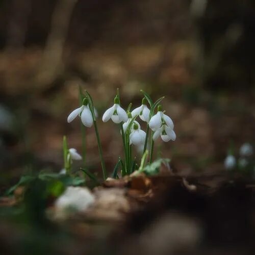 Подснежники фото настоящие в лесу Untitled Woodland flowers, Beautiful flowers, Flowers nature