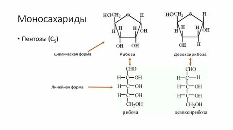 В состав каких органических соединений входит рибоза