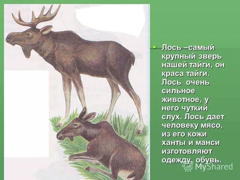 большой лось. описание лося 4 класс. лось ест мухоморы. мясо животных халяль и харам. два лося.