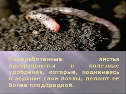 Функциональная грамотность текст про дождевого червяка