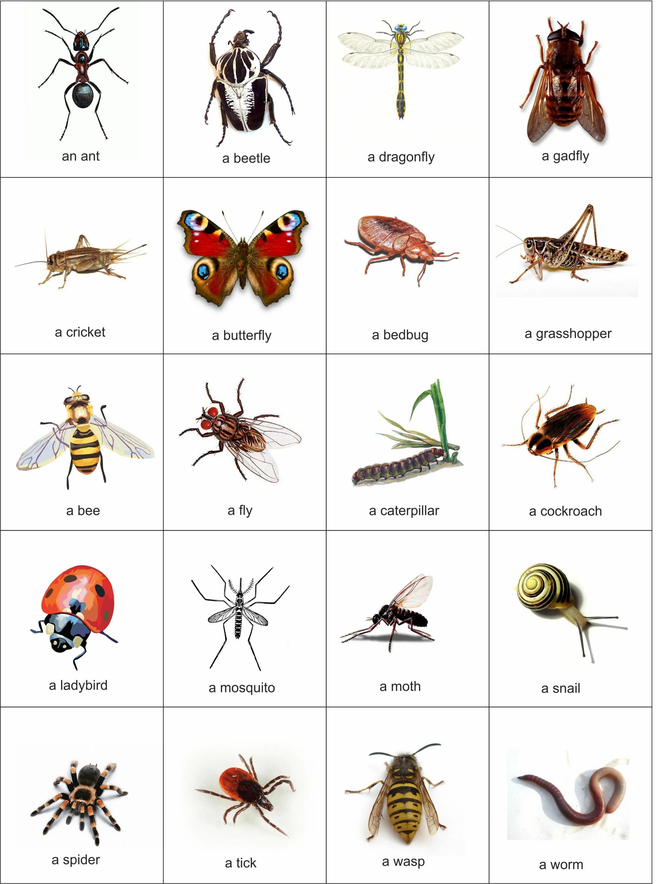Три названия насекомых. Насекомые на английском языке с переводом. Насекомые перечень для детей. Название насекомых на английском языке. Насекомые разные с названиями.