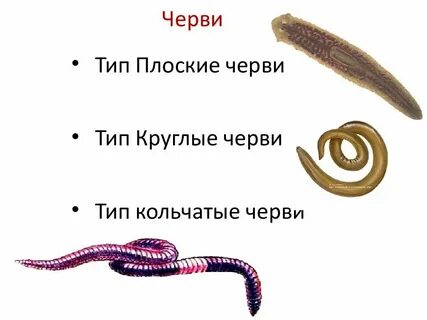Позвоночник плоских круглых кольчатых червей