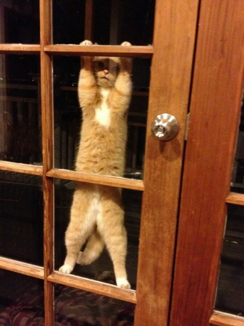 Кот открывает дверь. Включи веселый кот doors. Коты и японские двери. Кот ломится в дверь. Включи веселый кот doors.