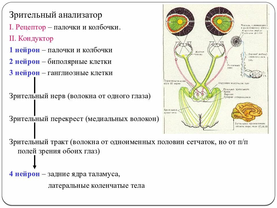 Место откуда выходит зрительный нерв. 1 Нейрон зрительного анализатора. Расположение нейронов зрительного анализатора. Строение зрительного анализатора Рецептор. 2 Нейрон зрительного анализатора.