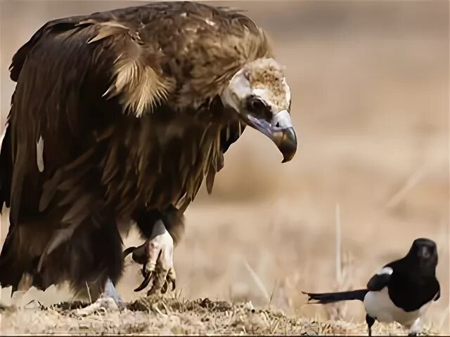 Гриф видео. Гриф видео