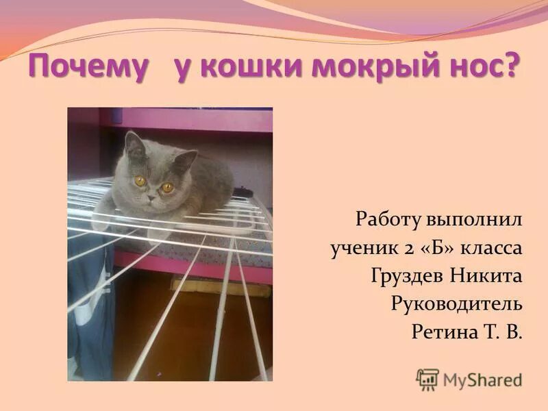 Почему у кошек мокрый нос. Холодный мокрый нос у кошки. Если у котов нос мокрый. Почему у кота влажный нос. Влажный нос у кошки