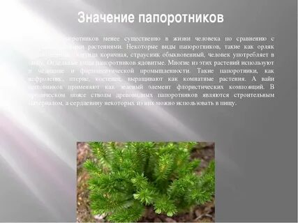 Папоротники значение для человека и природы