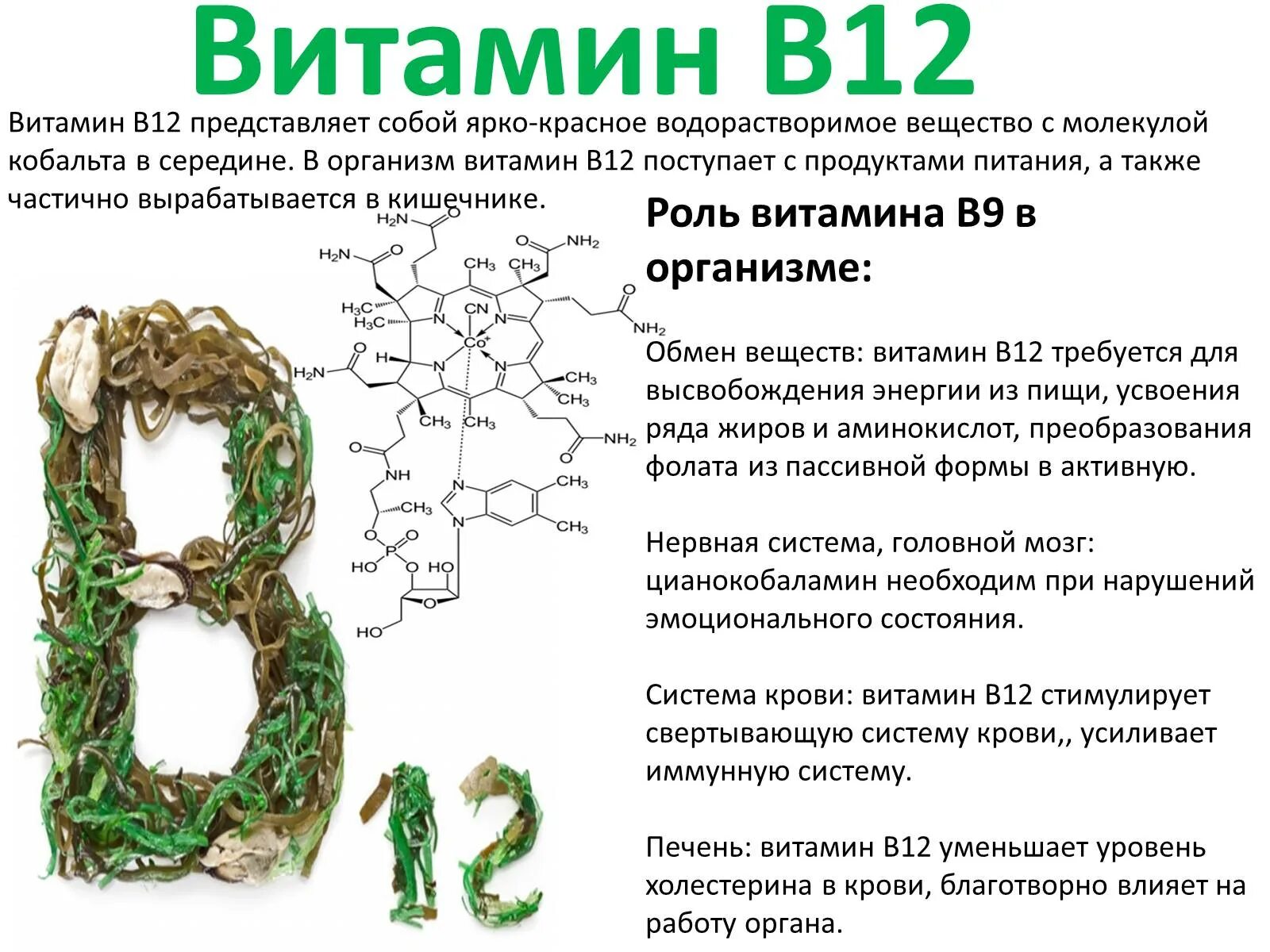 Витамин б12 как принимать. Витамин b12 функции в организме. Витамин в12 синтезируется в кишечнике. Биологическая роль витамина в12. Витамин b12 схема.