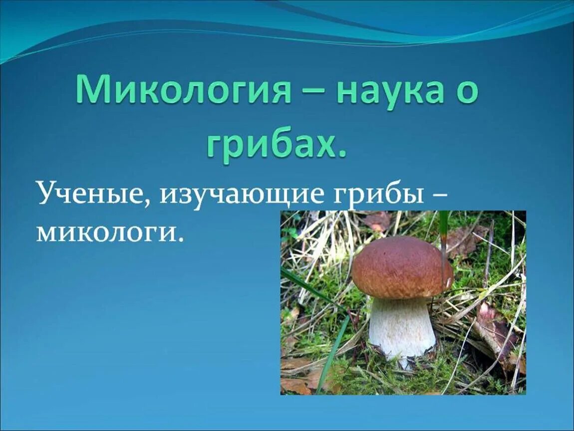 Наука про грибы. Микология наука о грибах. Микология грибы. Микология изучает грибы. Боровик.