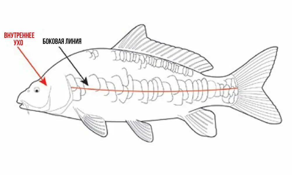 Какие рыбы имеют боковую линию. Боковая линия у костных рыб. Органы боковой линии у рыб. Боковая линия рыб рыб. Строение боковой линии у рыб.