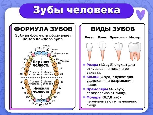 Можно считать зубы. Название зубов у человека. Зубы названия. Расположение и название зубов у человека. Схема зубов с названиями.