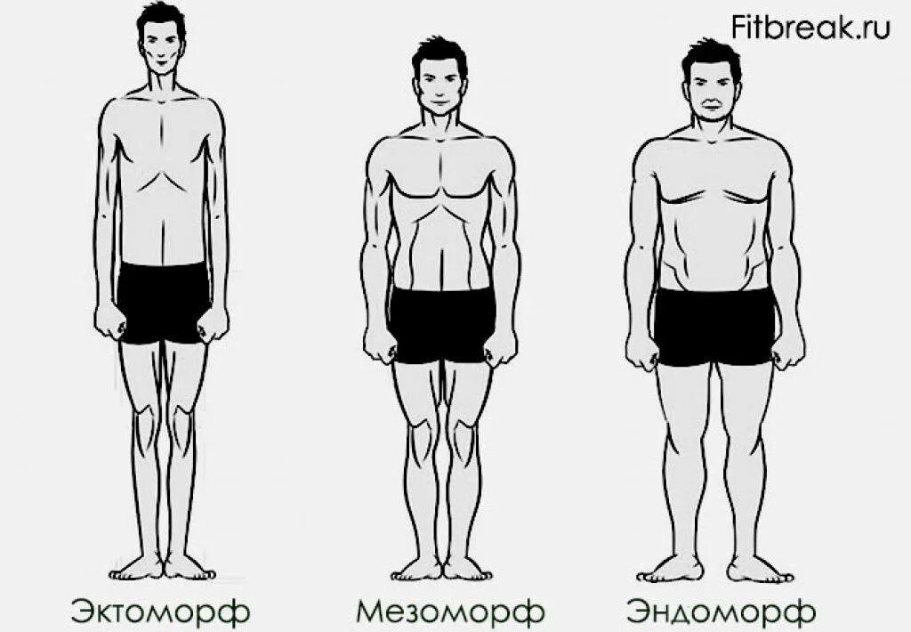 Тип телосложения эктоморф мезоморф. Типы телосложения у мужчин эктоморф. Типы фигур эктоморф эндоморф мезоморф. Типы телосложения эндоморфы/мезоморфы/эктоморфы. Кто такой эктоморф и мезоморф