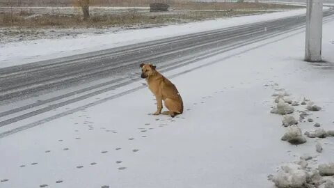 Видео ходила