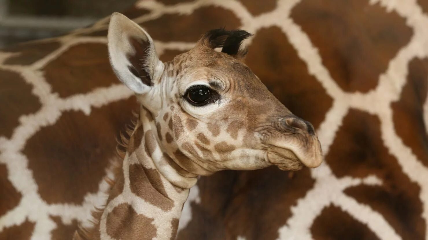 Сколько всего детенышей жирафа родилось за два. Жираф с детенышем. Новорожденный Жирафенок. Маленький Жираф. Новорожденный Жираф.
