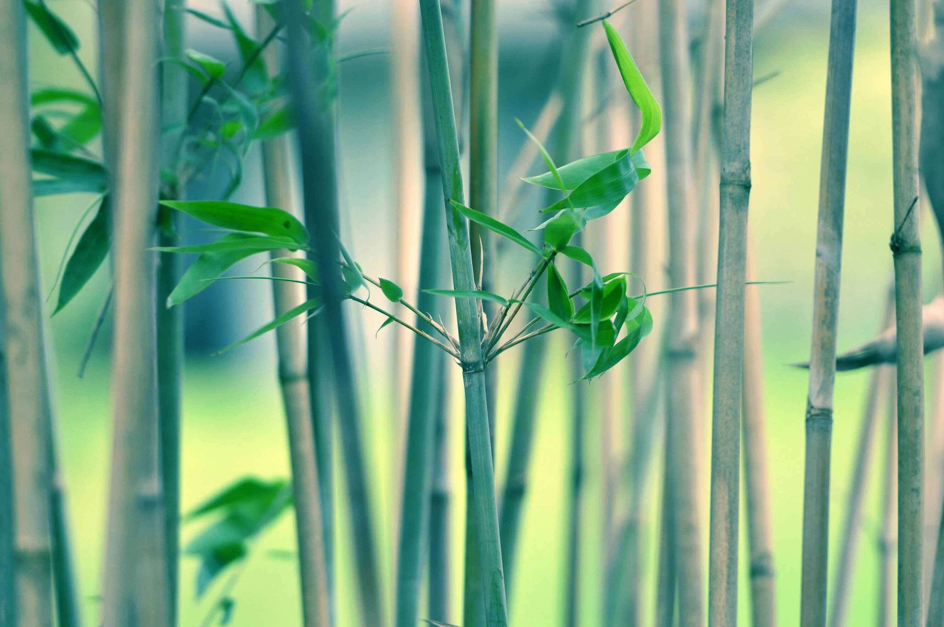 Какую жизненную форму растений имеет бамбук. Стебель бамбука растение. Бамбуковые листья. Бамбук фото растения. Цвет бамбука.