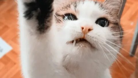 Котик чит