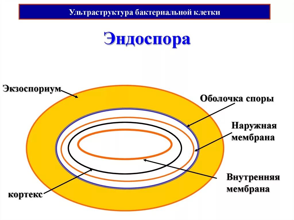 Оболочка споры бактерии