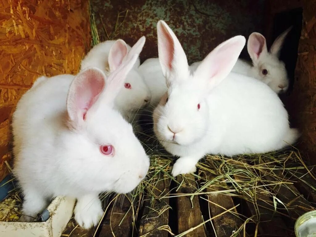 Rabbit 4