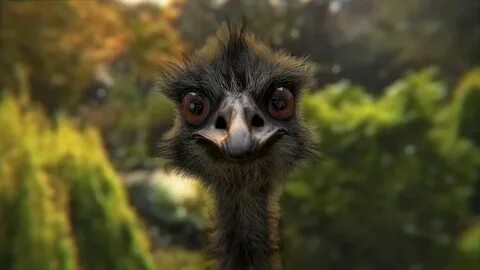This is an emu