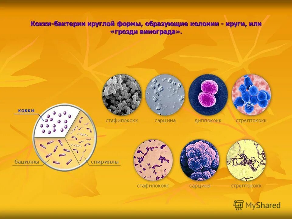 Бактерии округлой формы