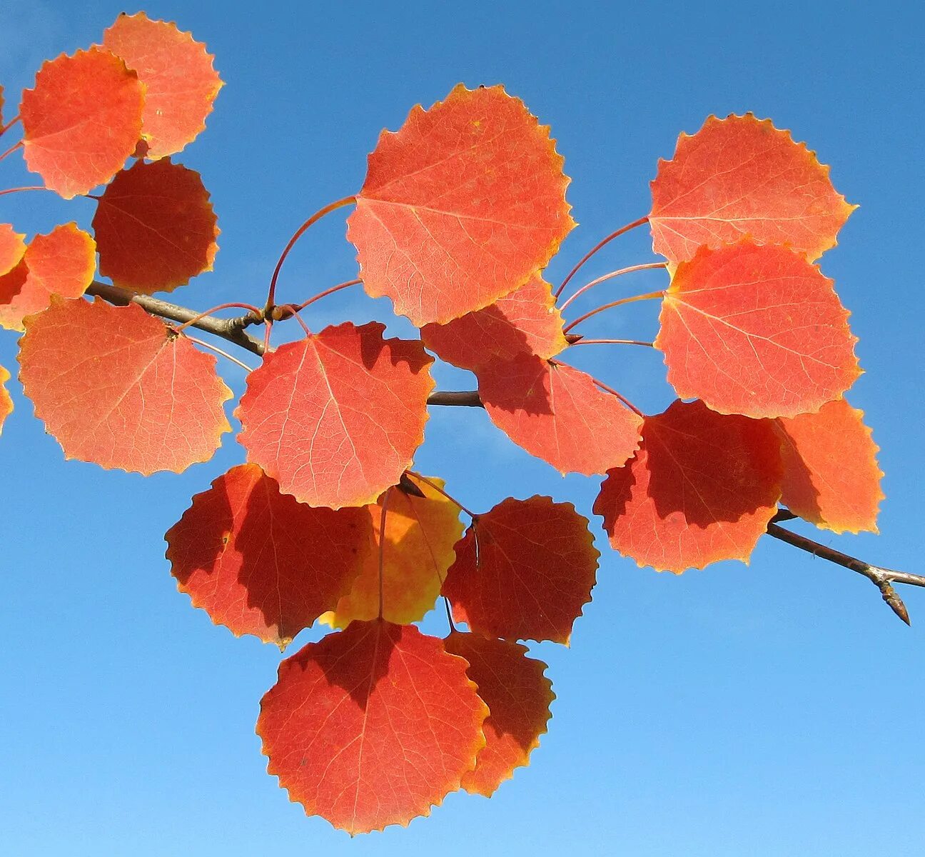 Осина крупнозубчатая. Осина (Populus tremula). Листья осины осенью. Осина дерево с листочком. Осинка листья осенью