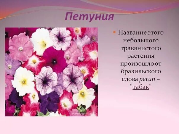 Золотое кольцо россии рассказ о городе владимире. Включи сообщение про. Самые большие животные на суше. Кунсткамера санкт-петербург основанная петром 1. Включи сообщение про.