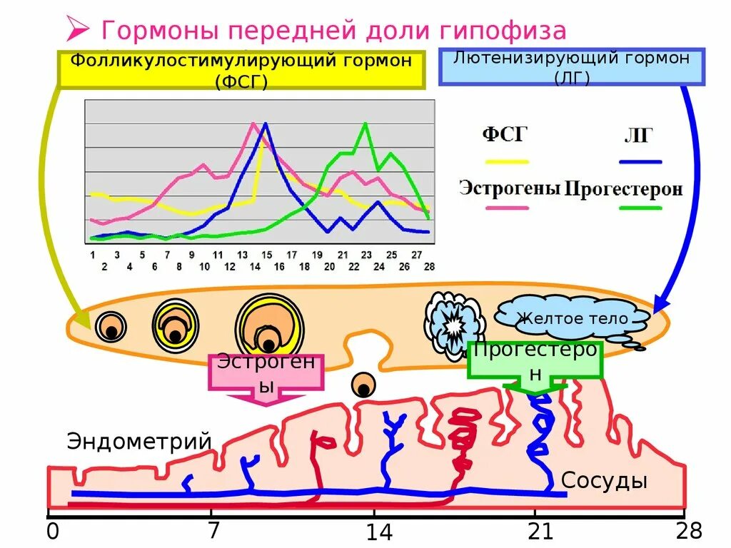 Лютеинизирующий и фолликулостимулирующий гормон. ФСГ гормон. Фолликулостимулирующий гормон (ФСГ). Выработка ФСГ И ЛГ.