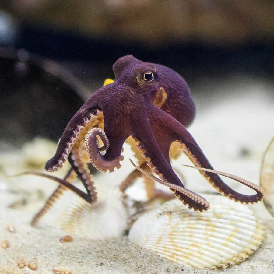 Осьминог это животное или нет. Головоногие моллюски осьминог. Гримпотевтис (осьминог Дамбо). Атлантический карликовый осьминог Пигмей. Длиннощупальцевый Спрут.