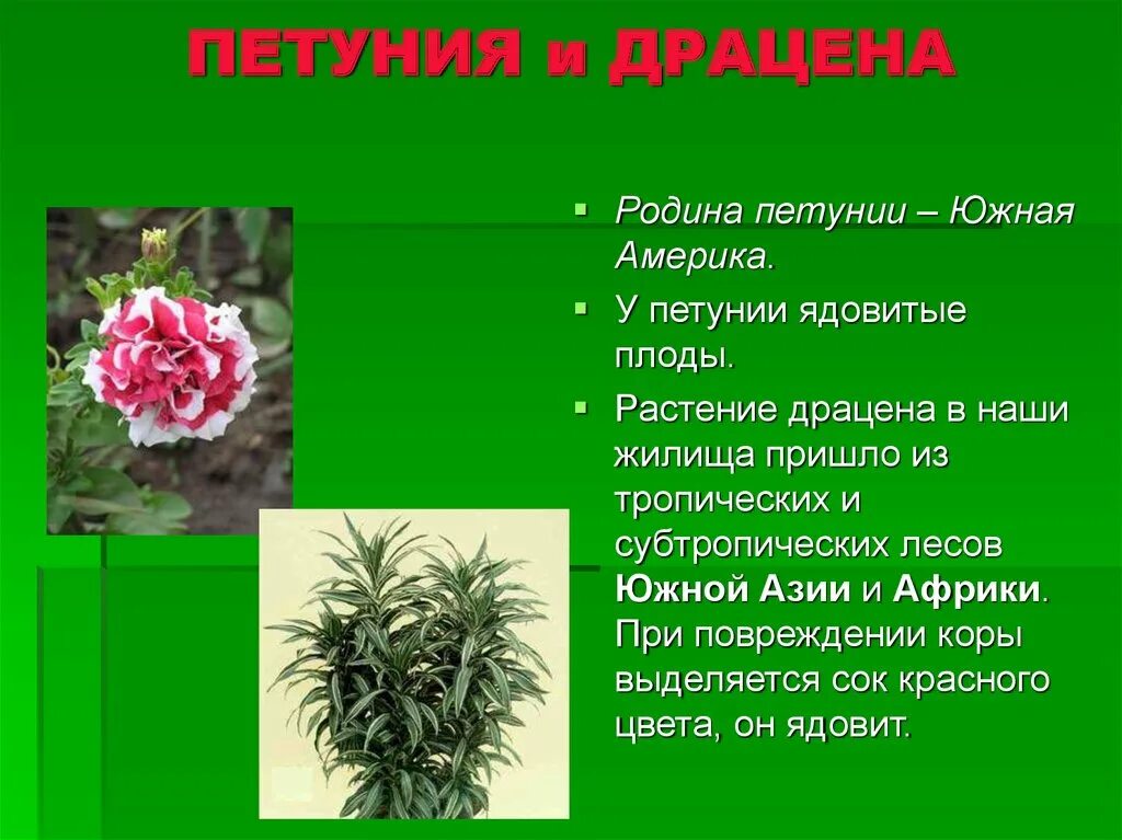 Какой из цветов ядовитый. Родина драцены комнатного растения. Ядовитые комнатные растения. Ядовитые растения доклад. Ядовитые и опасные комнатные растения.