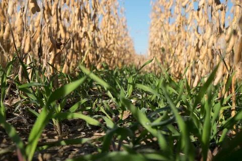 Cover crops
