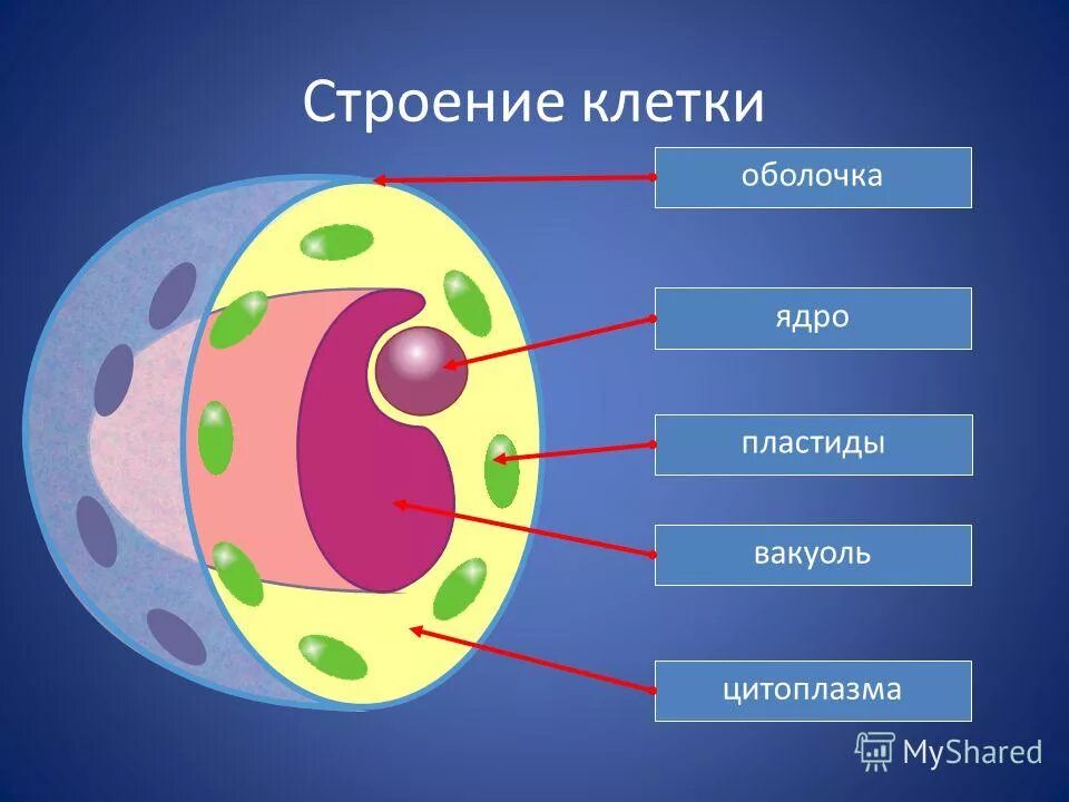 Клетка 5