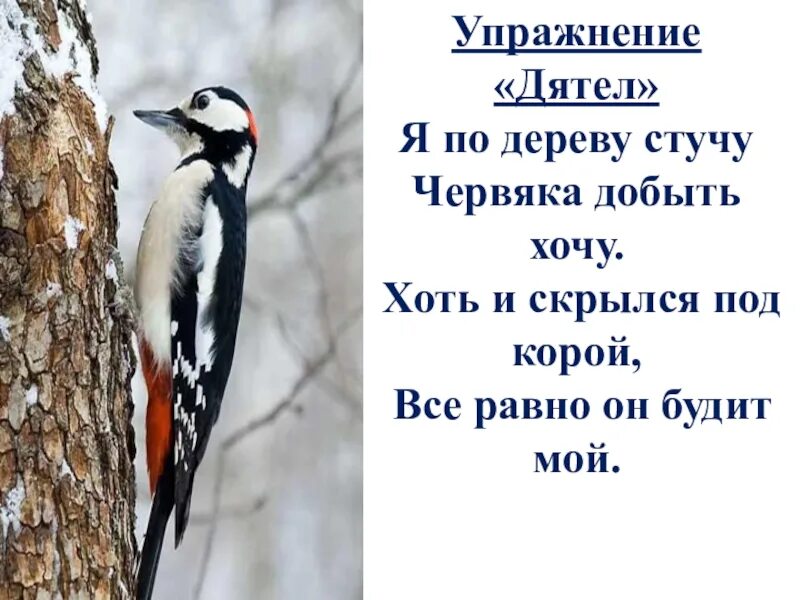 По стволам и сучьям деревьев постукивает