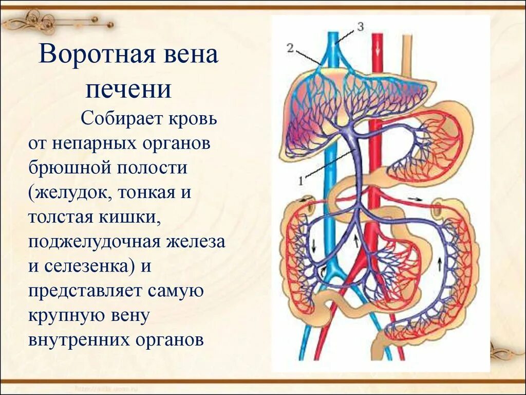 Кровоснабжение печени анатомия воротная Вена. Портальная система печени анатомия. Воротная Вена собирает кровь от.