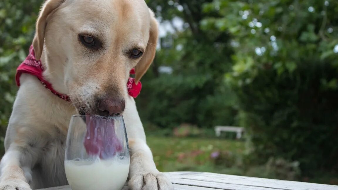 Щенки пьют молоко. Собачье молоко. Молоко для щенков. Молоко с собачкой.
