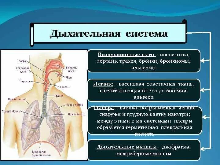 Воздухоносную функцию выполняет. Воздухоносные дыхательные пути. Дыхательная система: воздухоносные…. Дыхательная система носоглотка. Воздухоносные пути дыхательной системы.