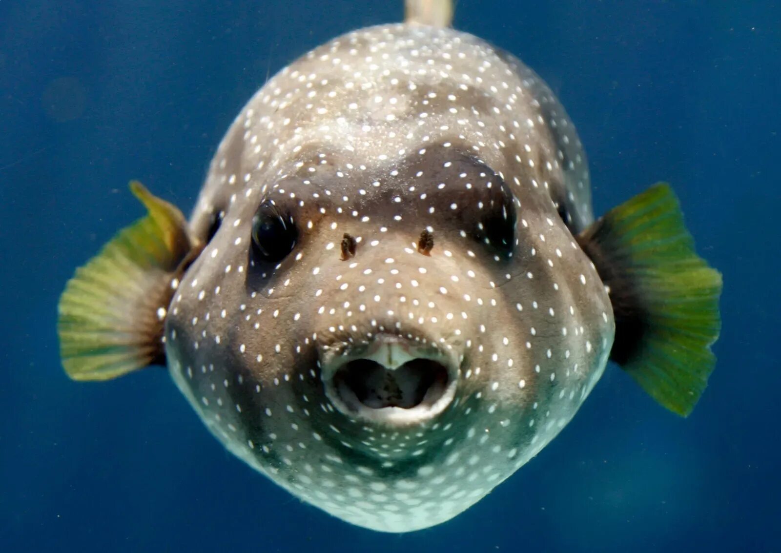 Морская собака животное. Аротрон рыба. Белоточечный аротрон. Необычные рыбы. Удивительные рыбки.