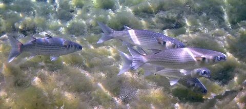 Рыба большая азовское море