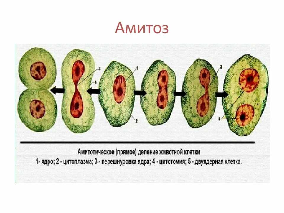 Способы деления клеток амитоз. Фрагментация амитоз. Амитотическое деление клеток. Амитоз деление ядра. Амитоз этапы.