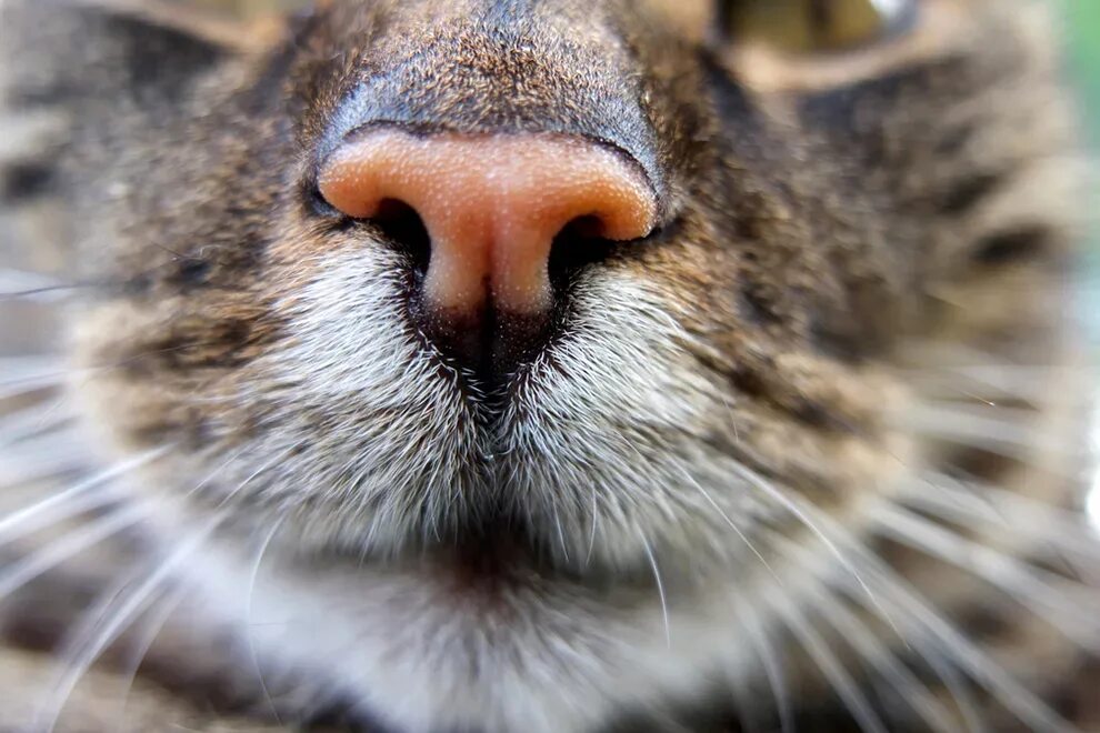 Нос кота. Носы животных. Обоняние у кошек.