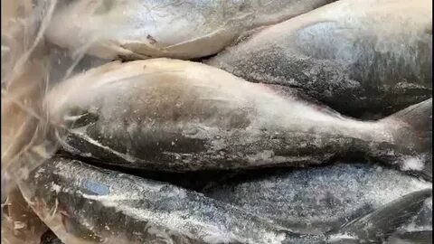 Кахавай что за рыба отзывы