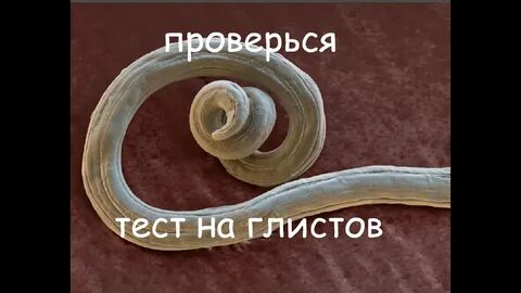 Токсокароз у кошек