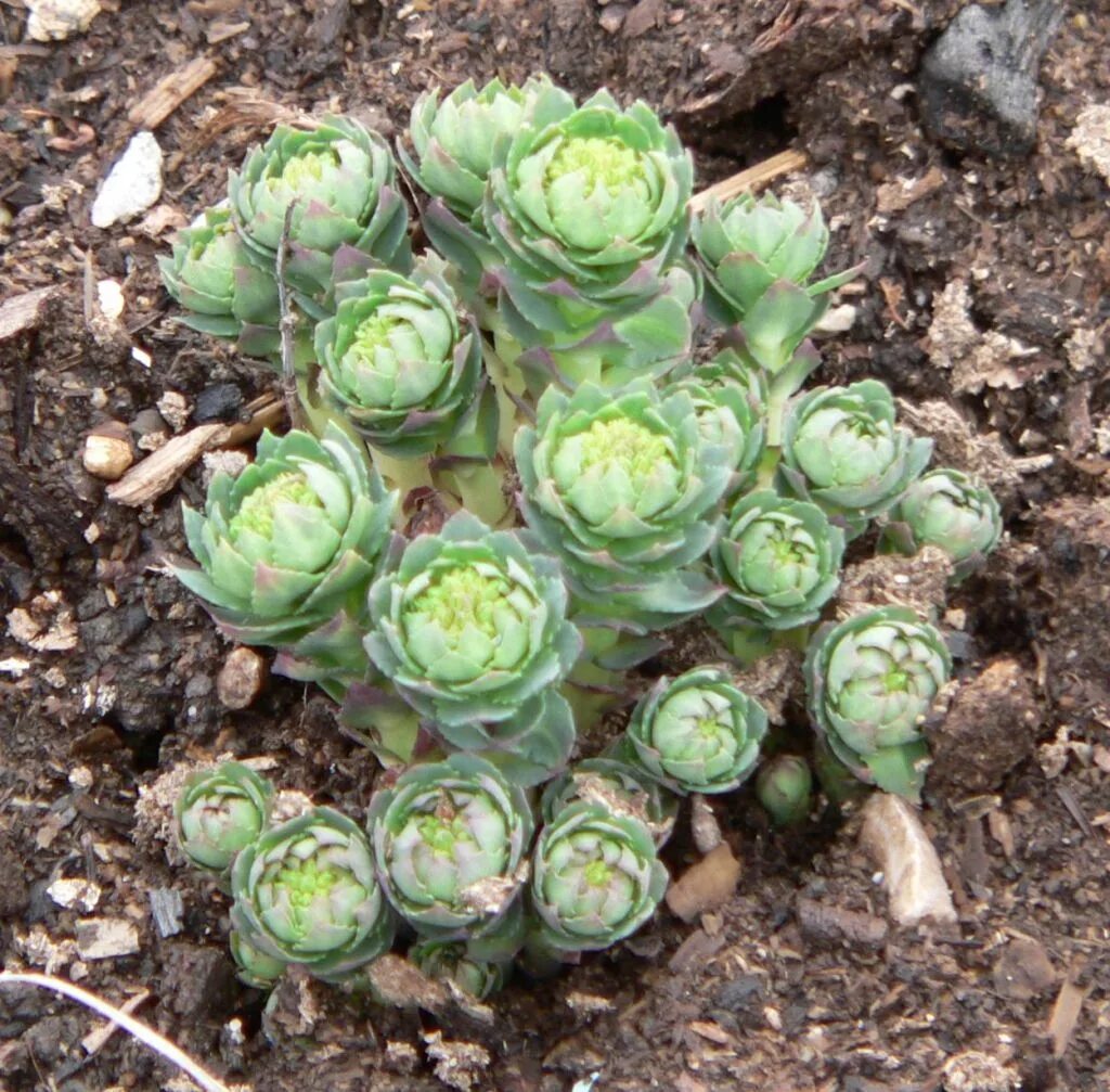 Родиола розовая семена. Rhodiola rosea (родиола) семена. Родиола розовая саженцы. Розовая радиола семена. Родиола четырехчастная (красная щетка)- Rhodiola quadrifida.