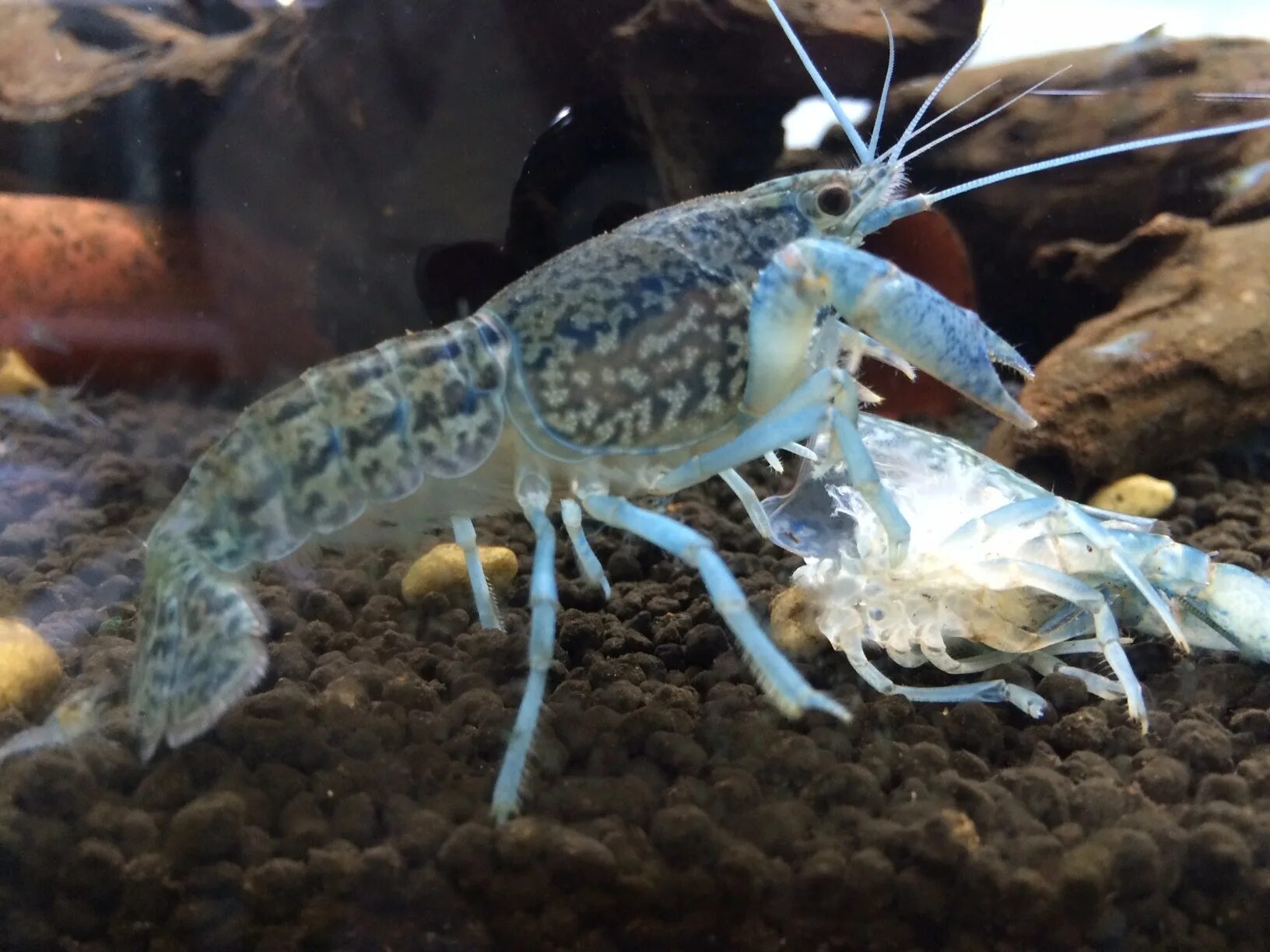 Раки в аквариуме содержание. Procambarus virginalis. Cherax tenuimanus. Мраморные рачата. Аквариумные мраморные рачки.