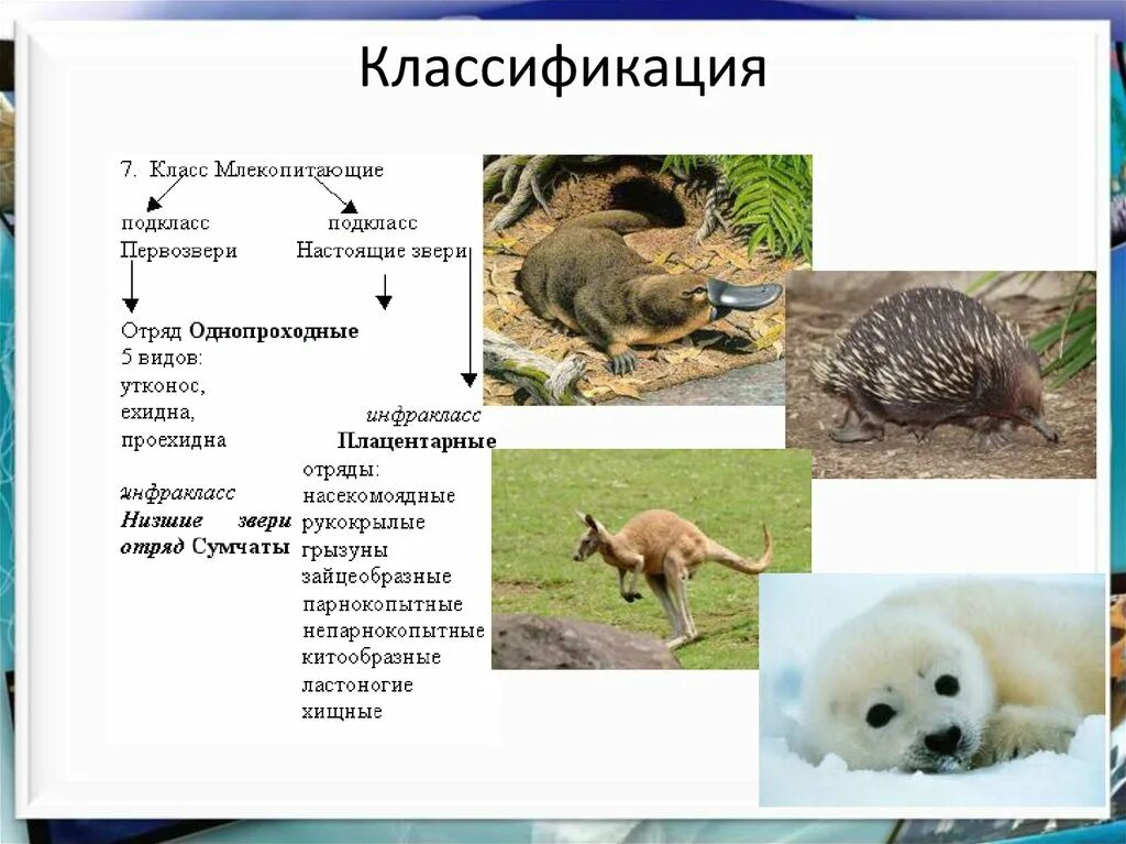 Звери млекопитающие 3 класс. Класс млекопитающие животные. систематика животных млекопитающие. классификация млекопитающих. класс млекопитающие классификация.
