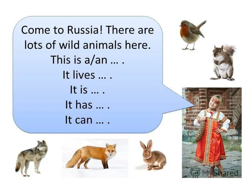 There is there are animals. There is lots of animals или there are. In Russia there are a lot of. Are there Russian cocks?.