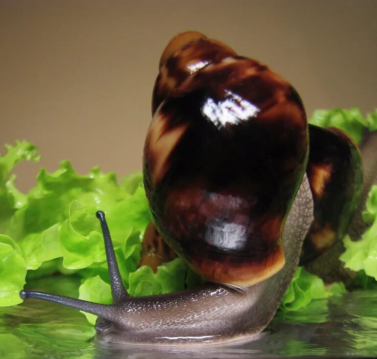 Кто быстрее черепаха или улитка. Улитка и черепаха. Что медленнее черепаха или улитка. Улитка и черепаха. Что медленнее черепаха или улитка.