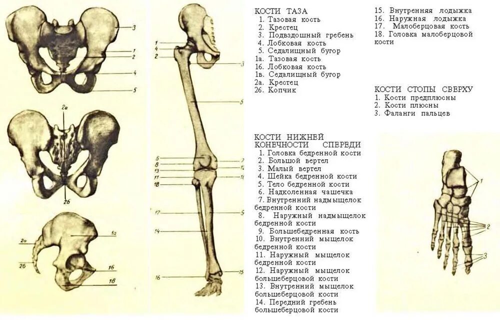 Кости нижней конечности анатомия тазовая кость. Скелет нижней конечности тазовая кость. Анатомия костей таза нижних конечностей. Строение костей нижняя конечности анатомия тазовая кость. Наружный мыщелок
